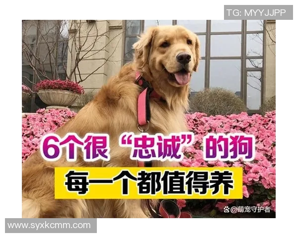 各大足球明星宠爱哪些狗狗揭秘他们背后的球场伴侣 各大足球明星宠爱哪些狗狗揭秘他们背后的球场伴侣